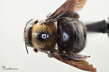 Media type: image;   Entomology 810641 Aspect: habitus dorsal view
